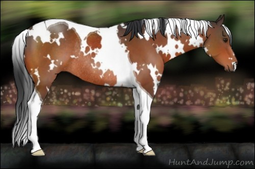 Horse Color:White Spotted Brown Tobiano Rabicano