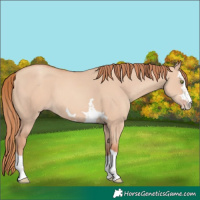 Horse Color:Gold Champagne Dun 