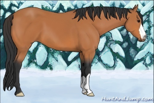 Horse Color:Bay 