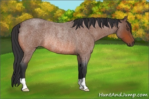Horse Color:Unknown 