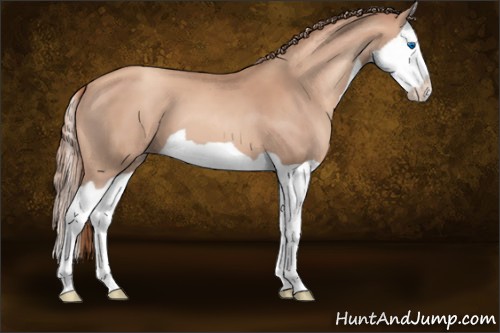 Horse Color:Gold Champagne Splash 