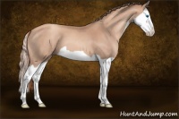 Horse Color:Gold Champagne Splash 
