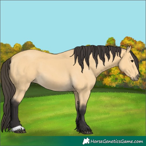 Horse Color:Unknown 