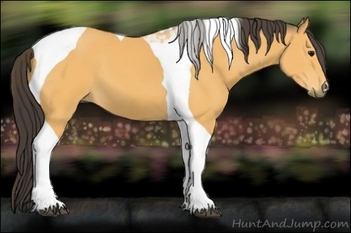 Horse Color:Unknown 
