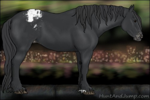 Horse Color:Unknown 