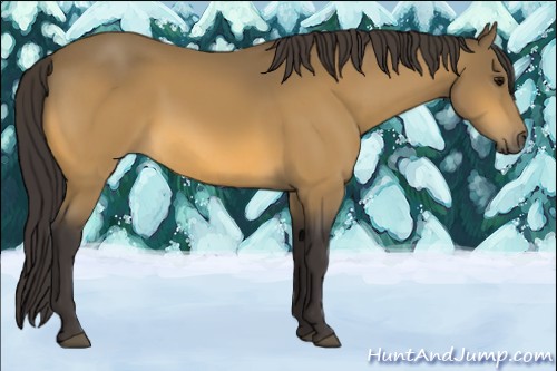 Horse Color:Buckskin