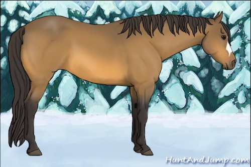 Horse Color:Buckskin 