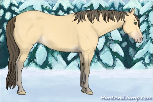 Horse Color:Amber Cream Champagne 