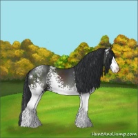 Horse Color:White Spotted Black 