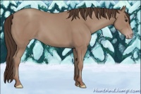 Horse Color:Classic Champagne