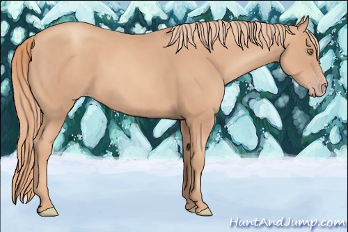 Horse Color:Gold Champagne