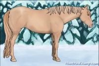 Horse Color:Gold Champagne