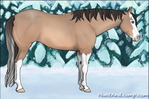 Horse Color:Amber Champagne Splash 