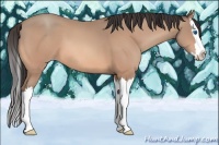Horse Color:Amber Champagne Splash 