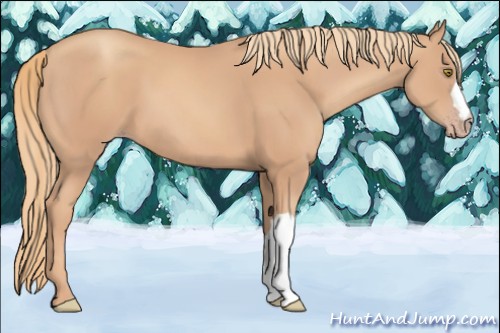 Horse Color:Gold Champagne 
