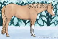 Horse Color:Gold Champagne 