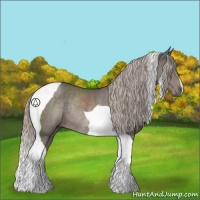 Horse Color:Silver Black Tobiano Rabicano 