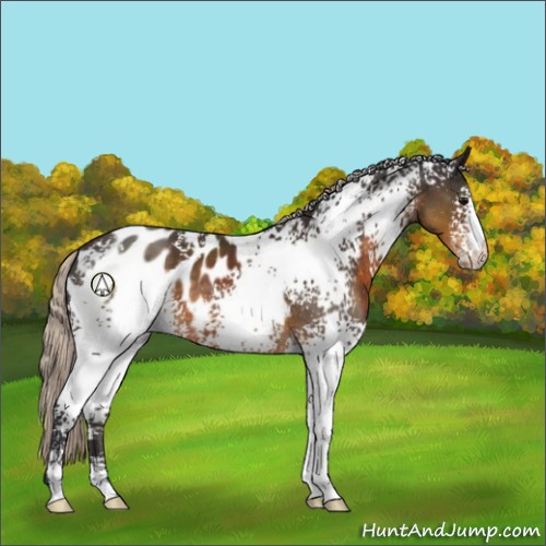 Horse Color:White Spotted Silver Buckskin Sabino Blanket 