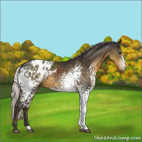 Horse Color:White Spotted Silver Smoky Black Appaloosa