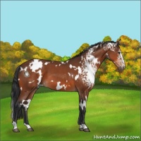 Horse Color:White Spotted Brown