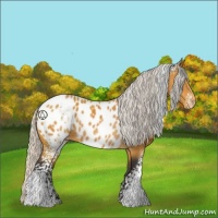 Horse Color:White Spotted Silver Buckskin Sabino Appaloosa 