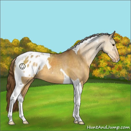 Horse Color:Buckskin Dun Tobiano Blanket 