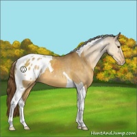 Horse Color:Buckskin Dun Tobiano Blanket 