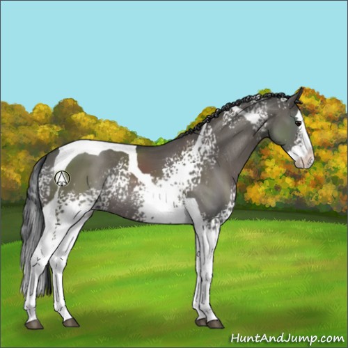 Horse Color:White Spotted Grullo Splash Tobiano Rabicano