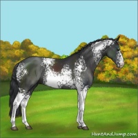 Horse Color:White Spotted Black Rabicano 
