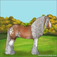 Horse Color:White Spotted Silver Bay Sabino Rabicano 