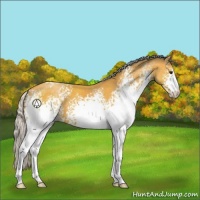 Horse Color:White Spotted Silver Buckskin 