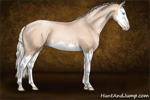 Horse Color:Gold Champagne Pearl Sabino Splash