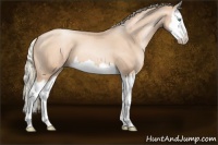 Horse Color:Gold Champagne Pearl Sabino Splash 