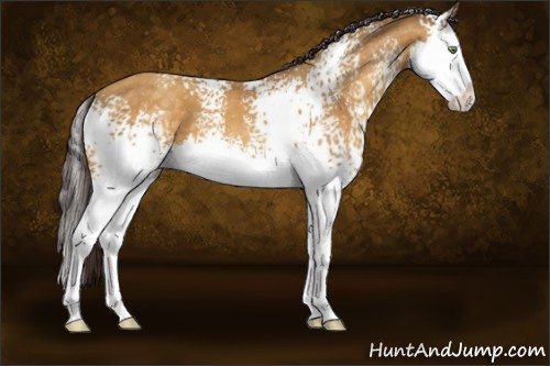 Horse Color:White Spotted Sable Cream Champagne Sabino Splash