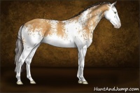 Horse Color:White Spotted Sable Cream Champagne Sabino Splash 