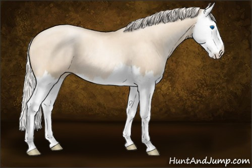 Horse Color:Gold Cream Champagne Pearl Splash