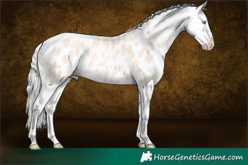 Horse Color:Gold Cream Champagne Pearl Sabino Splash Appaloosa 