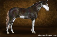 Horse Color:Midnight Chocolate Palomino Sabino 