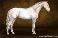 Horse Color:Gold Champagne Pearl Tobiano Appaloosa