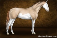 Horse Color:Buckskin Pearl Splash 