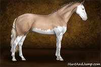 Horse Color:Liver Chestnut Pearl Splash