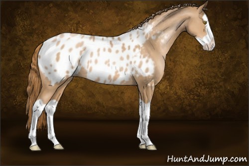 Horse Color:Chestnut Pearl Splash Appaloosa