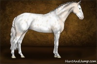 Horse Color:White Spotted Silver Sable Champagne Dun Splash Appaloosa 