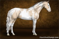 Horse Color:White Spotted Silver Buckskin Pearl Dun Splash Tobiano 