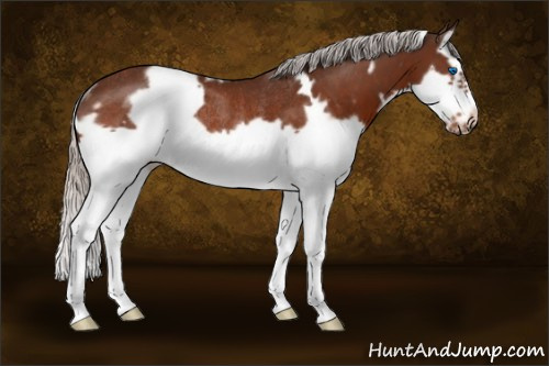 Horse Color:White Spotted Silver Brown Splash Frame Rabicano