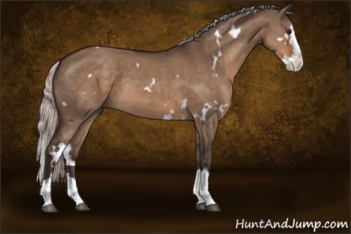 Horse Color:White Spotted Silver Brown Dun Splash 
