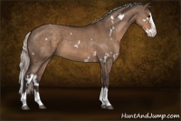 Horse Color:White Spotted Silver Brown Dun Splash 