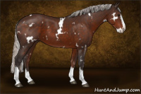 Horse Color:White Spotted Silver Brown Splash 