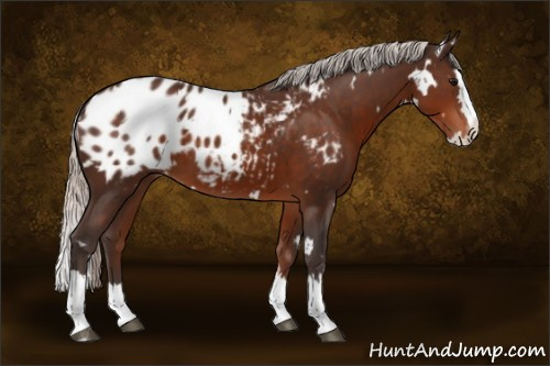 Horse Color:White Spotted Silver Brown Splash Appaloosa
