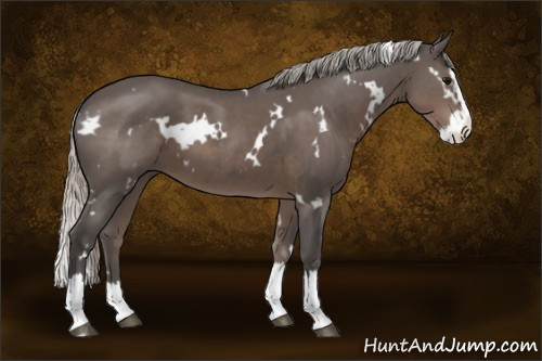 Horse Color:White Spotted Silver Black Splash